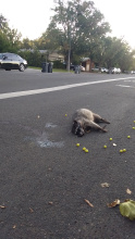 Racoons carcass