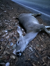 Dead blacktail buck