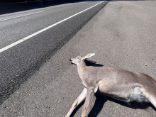 deceased buck with broken hip/leg.