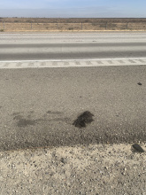 roadkill skunk on road shoulder