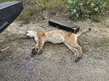 Credit: Cougar Conservancy