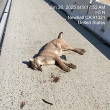 Deceased Mountain Lion- NB 5 just north of Weldon Canyon- PM 47.40
