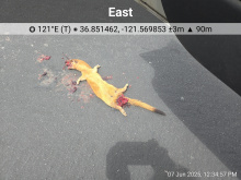 Solocator app photo of dead weasel on road bed.