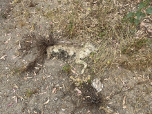 Deceased Mountain Lion- NB 5 just north of Weldon Canyon- PM 47.40