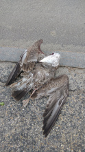 Herring Gull Roadkill in Maine