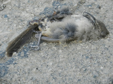 by Michael I Christie