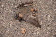 by Michael I Christie