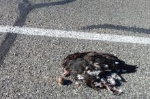 by Michael I Christie