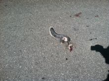 road-killed western gray squirrel