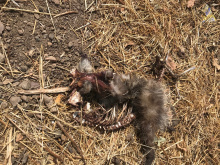 Raccoon eaten by vultures.