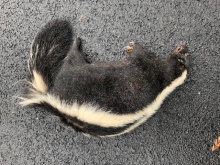 Large skunk 