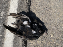 Dead turkey vulture on Yolo County Road 94B, August 30, 2022. 