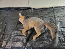 Deceased gray fox on plastic bags. 