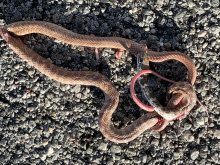 A Coachwip with an overall orange-pink coloration and a pink tail. Body located on asphalt in a curled position. Some blood and guts are visible, but relatively minimal. Around the midsection of the body is a more major injury. The snake’s head rests on the body. 