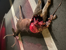 Deceased deer in roadway
