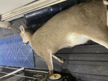 Deceased deer in back of vehicle
