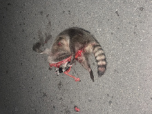 Deceased raccoon in roadway