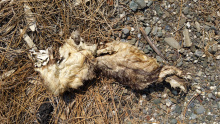 mangled mammal carcass