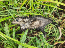 A deceased adult male Virginia possum laying on his side in a grassy area. 