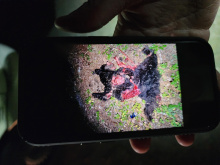 Photo of police officer's photo of dead bear