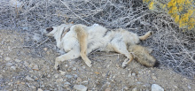 Highway 395. Dead coyote in brow ditch,  Not visable from highway.  