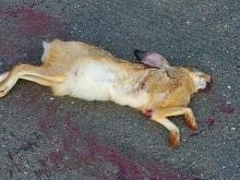 Rabbit roadkill observation.