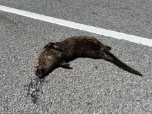 2 dead otters found on Hwy 37 east MRN 12. 54. one otter on south side, second in median, 3rd older carcass also on south side. 