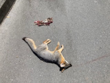 Grey Fox next to a rabbit