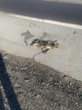 domestic cat roadkill on road shoulder