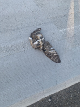 roadkill great horned owl