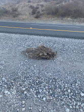roadkill great horned owl in median