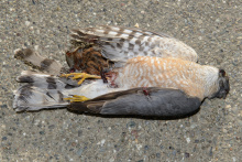 sharp-shinned hawk with a house sparrow