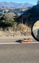 Mountain lion dead by lake Cachuma