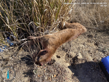 lion road mortality on HWY 154 in Santa Barbara
