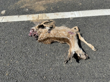 black-tailed deer fawn on Skyway close to Paradise CA