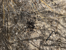 CROS image upload 