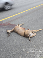 Deceased Mountain Lion- NB 5 just north of Weldon Canyon- PM 47.40